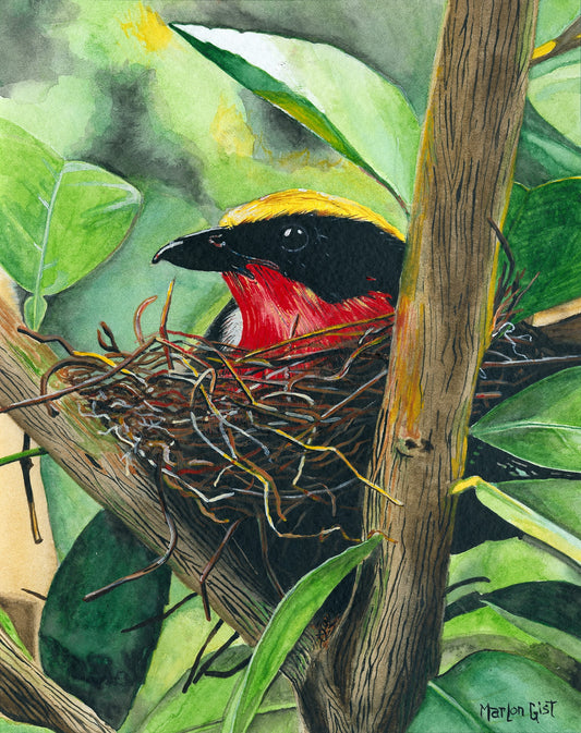 “African Bird”